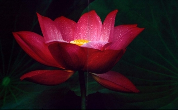 Không nhận y và danh hiệu